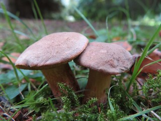 two mushrooms in the grass