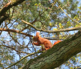 red squirrel on a tree