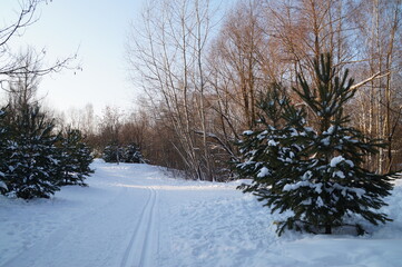 snow covered trees