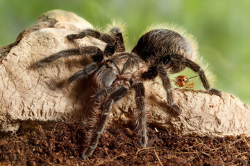 Close-up of Spider Tarantula  (Brachypelma albopilosum) and cockroach on snag.