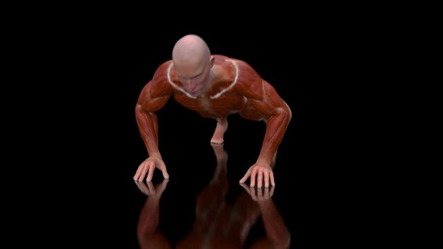 4K anatomy of a man doing pushups