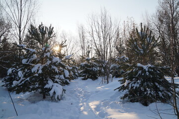 snow covered trees