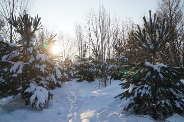 snow covered trees