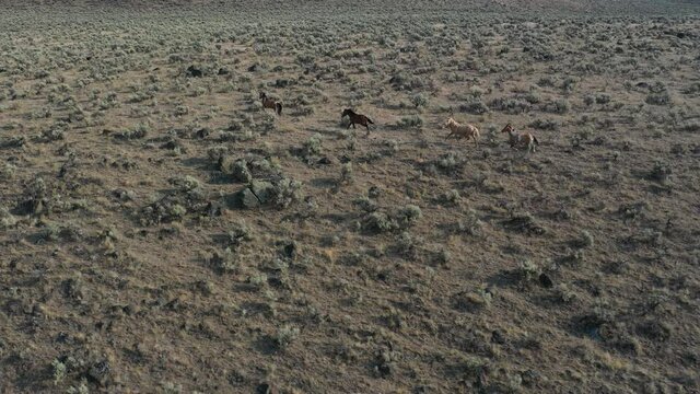 Aerial view of wild horses in wilderness, Steens Mountain area in Oregon