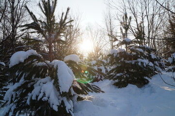 snow covered tree