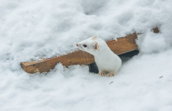 Snow White Ermine Short Tailed Weasel