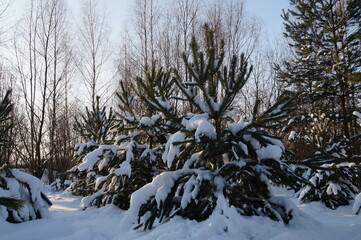 trees in snow