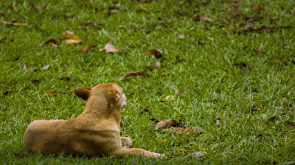 Naklejka premium Sú Paz