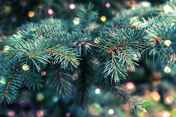 Christmas tree on blurred background.