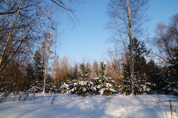 snow covered trees