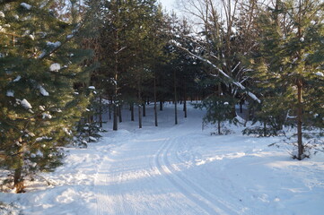 snow covered trees