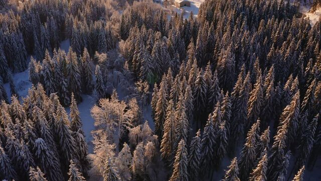 Survol drone lent en travelling de gauche droite au dessus des arbres dor&eacute;s de neige, for&ecirc;t de sapin du Jura. Lumi&egrave;re chaude et rasante de fin d&rsquo;apr&egrave;s-midi. Contemplation beaut&eacute; de la nature