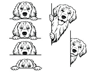 Set of peeking golden retriever of the corner. Collection of dogs looking out the window. Vector illustration on white background. Spying pets. Tattoo. - obrazy, fototapety, plakaty