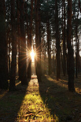 Fototapeta premium Beautiful view of sun shining through trees in conifer forest at sunset