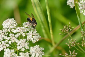 Rinderfliege  (Mesembrina meridiana )