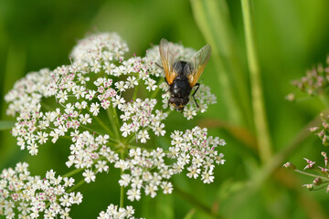 Rinderfliege  (Mesembrina meridiana )