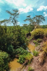 Scenic view of Acacia trees growing on the banks of Athi River in Nairobi National Park, kenya