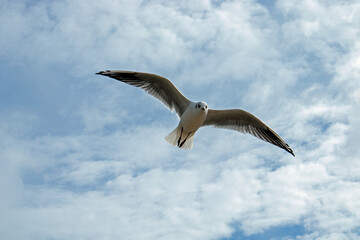 Soaring into the sky.