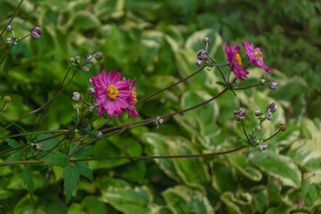 Beautiful lush garden anemone bush
