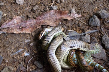 the snake is swallowing its prey