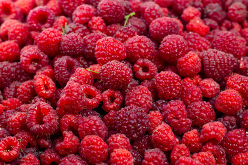 Raspberry. Ripe sweet raspberry background. Close up image.
