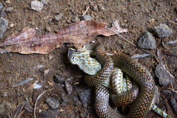 the snake is swallowing its prey