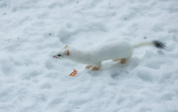 Snow White Ermine Short Tailed Weasel