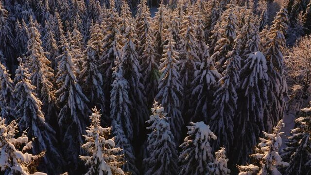 Survol drone lent au dessus cime des arbres recouverts de neige en montagne, for&ecirc;t de sapin Jura. Soleil lumi&egrave;re dor&eacute;e chaude et rasante de fin d&rsquo;apr&egrave;s-midi. Contemplation beaut&eacute; de la nature