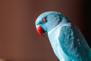 close up of a blue indian ring neck bird