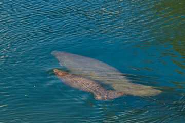 Manatees swim in the river of Miami. Through the clear water you can watch them from the land.