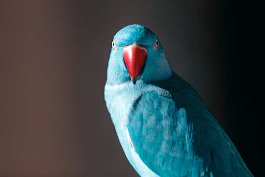 close up of a blue indian ring neck bird