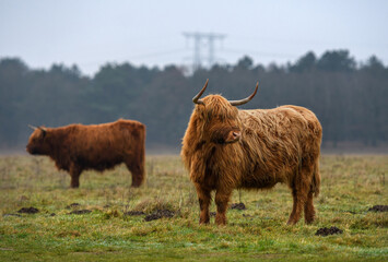 Long-haired Scottish highland cattle in the field - obrazy, fototapety, plakaty