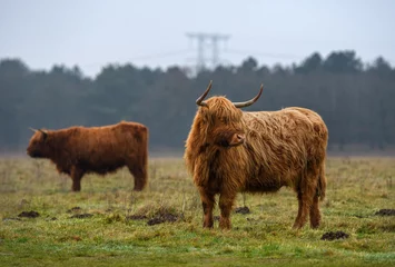 Crédence de cuisine en verre imprimé Highlander écossais Long-haired Scottish highland cattle in the field