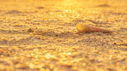 Shells or Conch on sea beach in the morning. with gold or golden tone light.