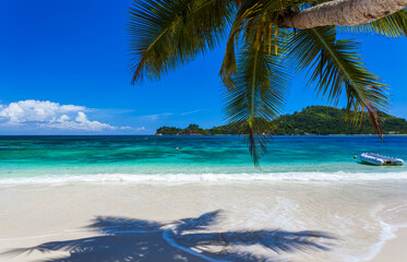Fototapeta na wymiar Cocotier penché sur plage des Seychelles 