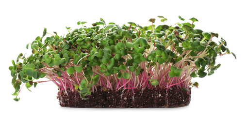 Fresh radish microgreens in soil on white background