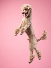 Funny active dog jumping. happy small poodle on pink background
