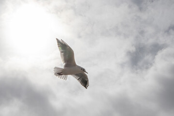 Soaring into the sky.