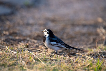 Obraz premium ハクセキレイ