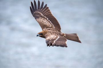 餌を探して飛び回るトンビ