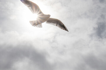 Soaring into the sky.