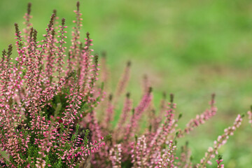 Obraz premium Heather shrub with beautiful flowers outdoors on spring day