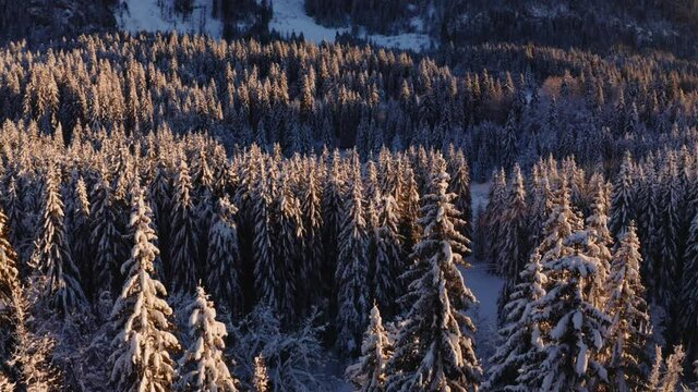Survol drone lent rotation droite cime des arbres recouverts de neige, for&ecirc;t de sapin du Jura. Rayons de soleil lumi&egrave;re chaude et rasante de fin d&rsquo;apr&egrave;s-midi. Contemplation beaut&eacute; de la nature