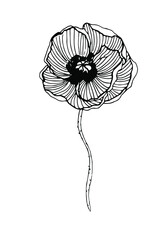 Poppy botanical illustrations, hand drawn vector elements in line art style for design, scrapbook, decoupage