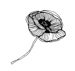 Poppy botanical illustrations, hand drawn vector elements in line art style for design, scrapbook, decoupage