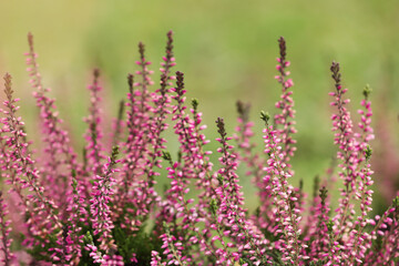 Fototapeta premium Heather shrub with beautiful flowers outdoors, closeup