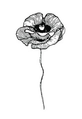 Poppy botanical illustrations, hand drawn vector elements in line art style for design, scrapbook, decoupage