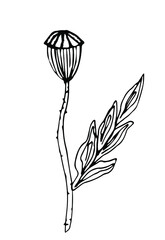 Hand drawn line art botanical element for decoration, scrapbook, design