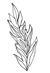Hand drawn line art leaf element for decoration, scrapbook and design