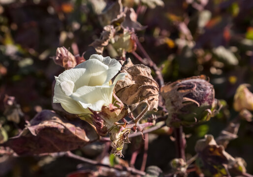 Flower and bud of cotton on an agricultural plantation close-up